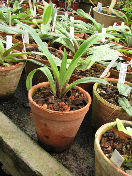 Paphiopedilum gratrixianum.jpg