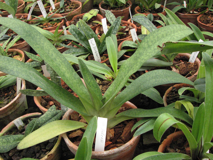 Paphiopedilum Delrosi.jpg