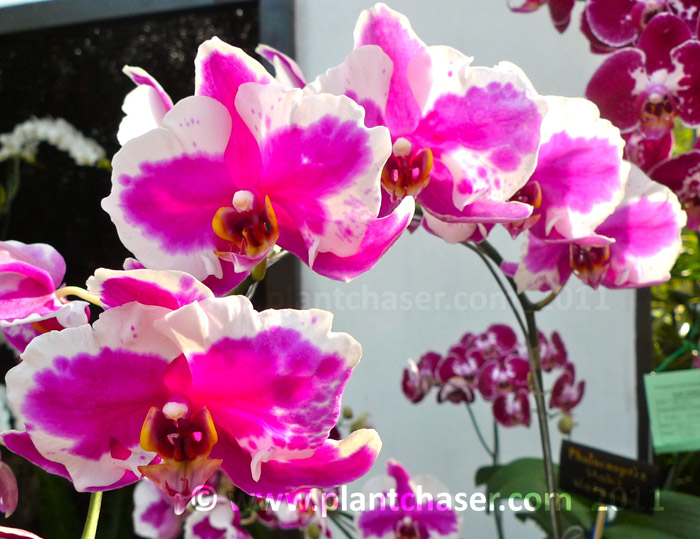 doritaenopsis-ching-hua-magic-purple-rain.jpg