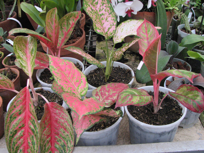 Aglaonema variegata.jpg