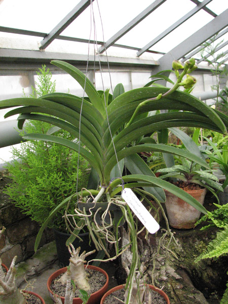 Vanda Chaiya x Vanda Sankamphaeng.jpg