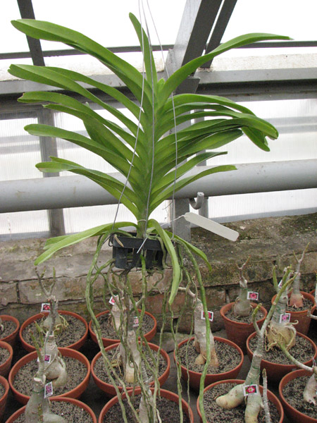 Vanda Sansai Blue.jpg