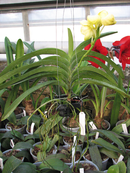 Ванда Ascocenda Jiraprabha x Vanda (Devaraks -Ascocenda Butterfly).jpg