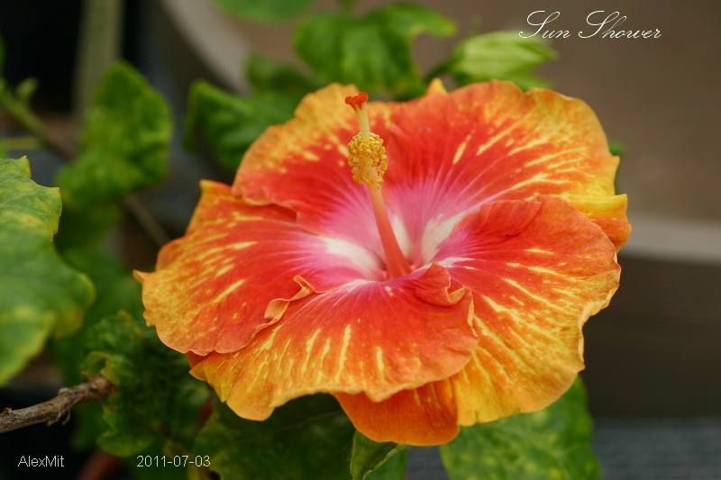 IMG_2434s.JPG
