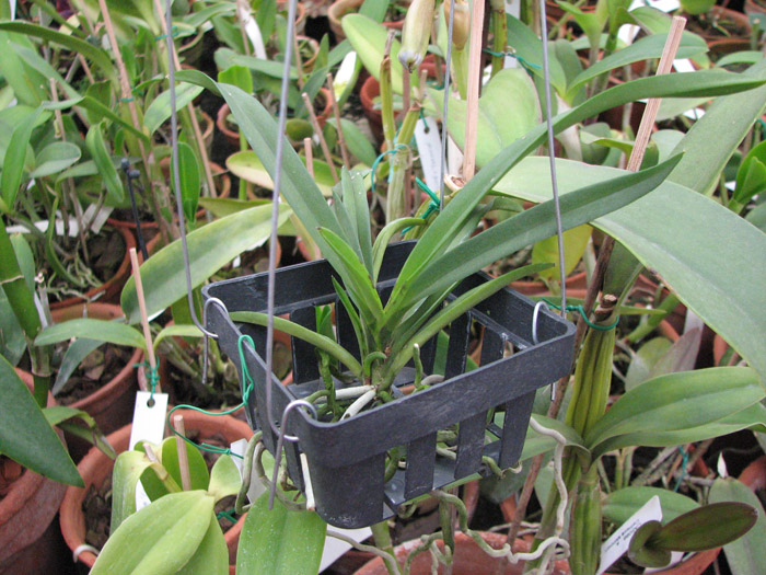 Neofinetia falcata x Rhynchostylis coelestis blue.jpg
