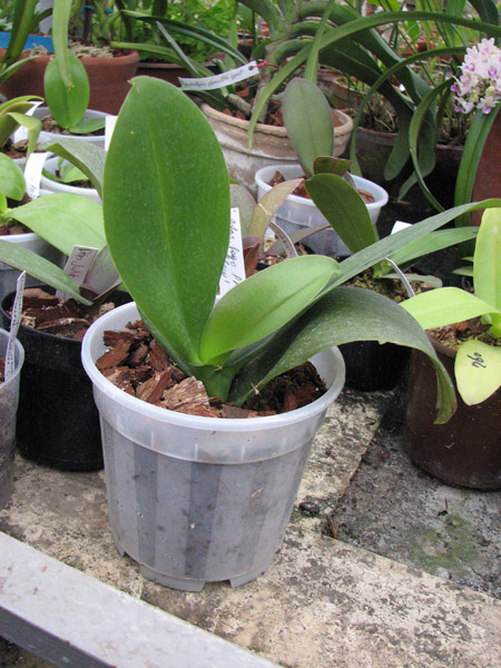 Doritaenopsis Sogo Pride 'Yellow'.jpg