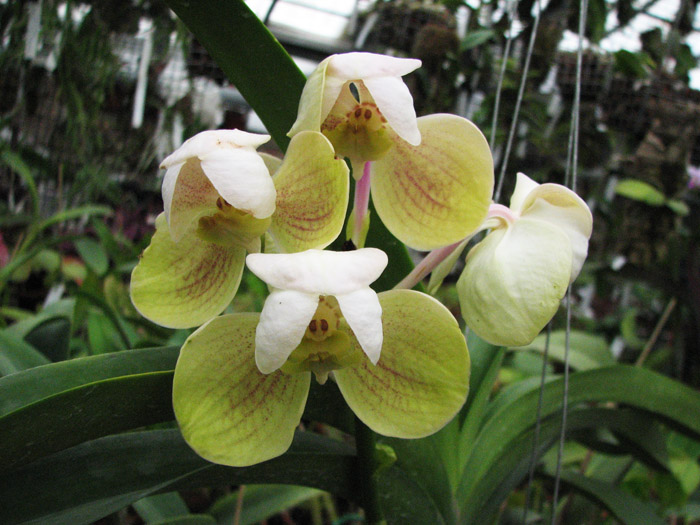 Vanda Pimporn x Vanda Srakaew peresort.jpg