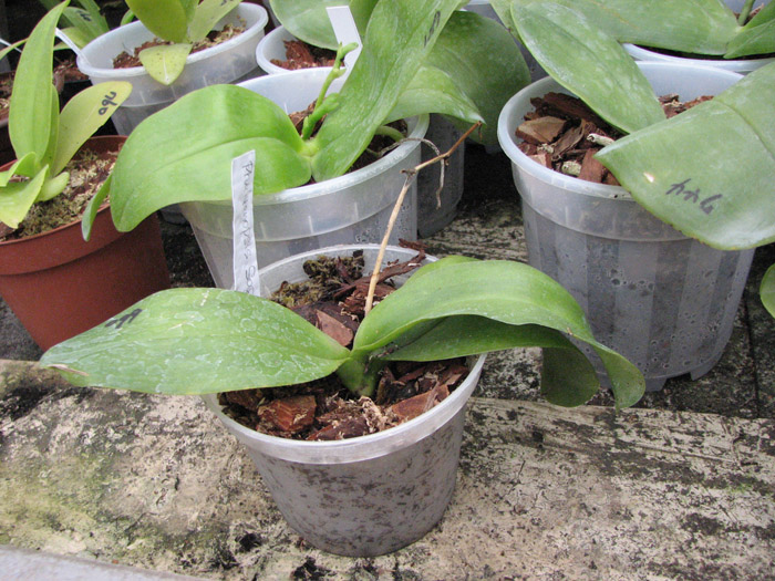 Phalaenopsis Sogo Grape 'YN'.jpg