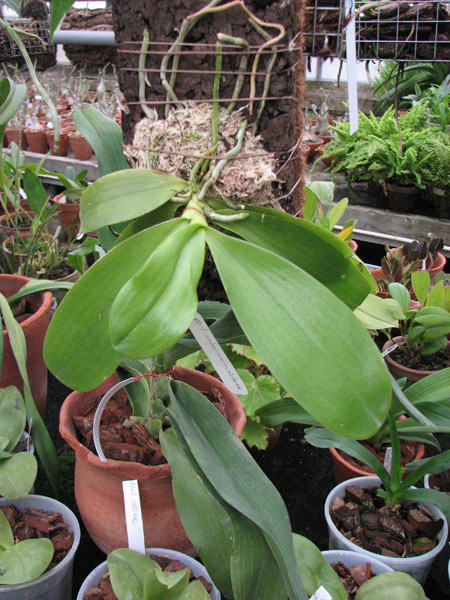 С двумя цветоносами