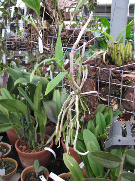 Barkeria skinneri фото.jpg