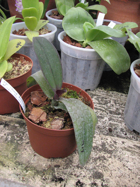 Doritaenopsis (Black Butterfly x Minho Stripes) 'Kitty Cat'.jpg