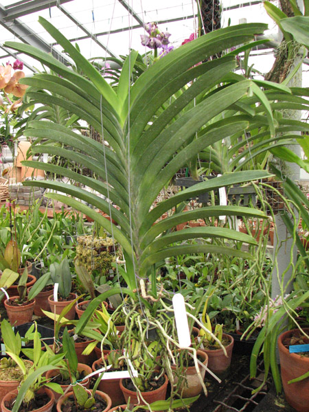 Орхидея Vanda Pure's Wax 'Violet Blue'.jpg