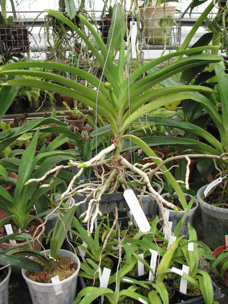 Орхидея Ascocenda Oriental Siberian White.jpg