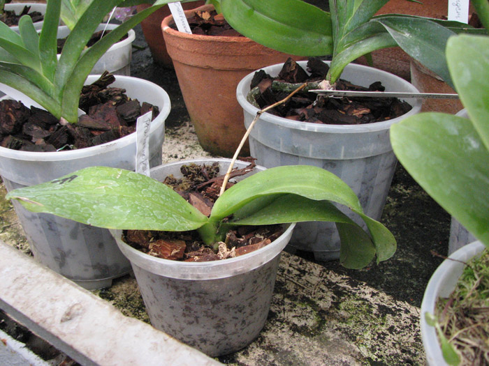 Phalaenopsis Sogo Grape 'YN' фото.jpg
