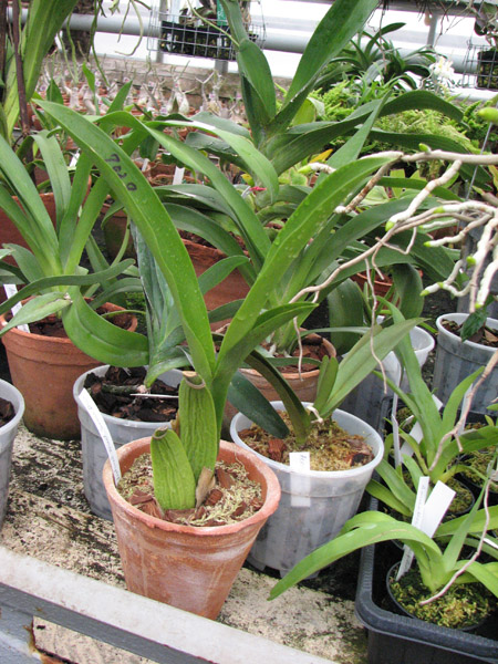 Brassia Enteral Wind 'Summer Dream'.jpg