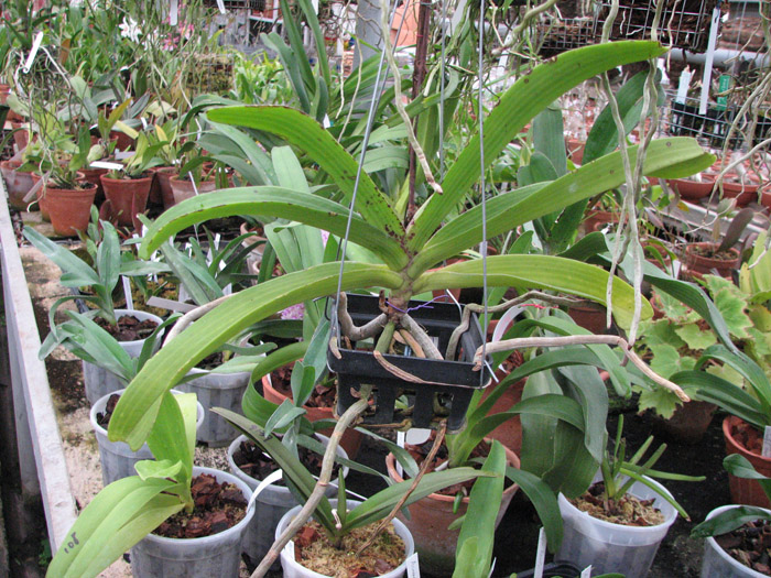 Rhynchostylis gigantea spot фото.jpg