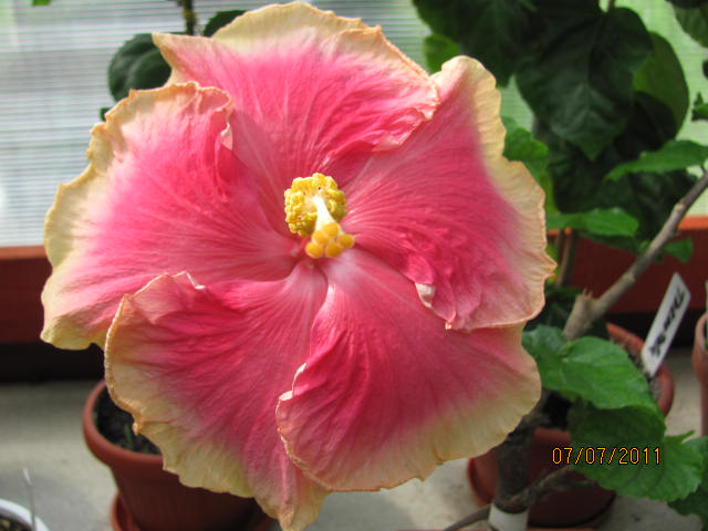 дачка 07.07.2011 051.jpg