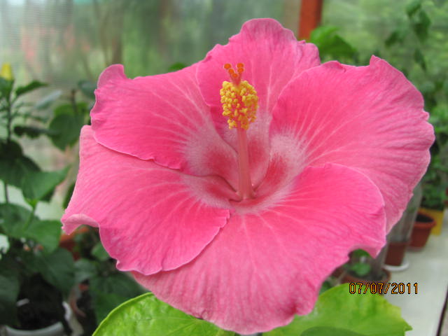 дачка 07.07.2011 056.jpg