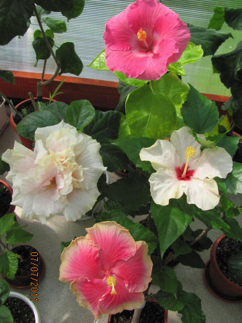 дачка 07.07.2011 049.jpg
