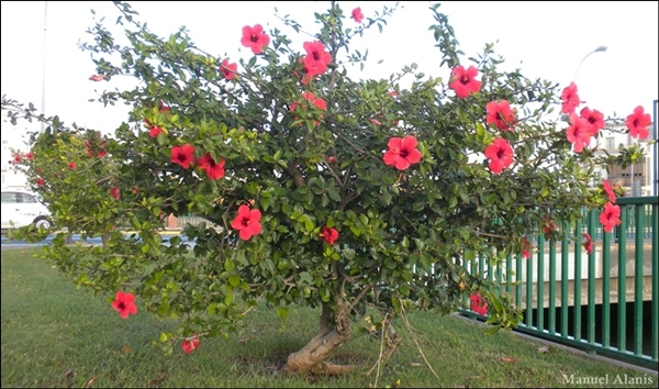 Hibiscus tree, Южная Испания.