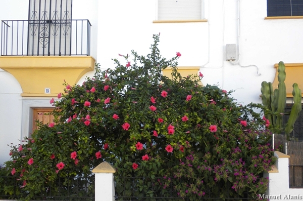 Hibiscus tree.JPG