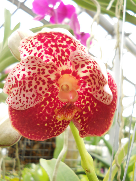 Vanda Kultana Gold x Ascocenda Kultana Brown.jpg