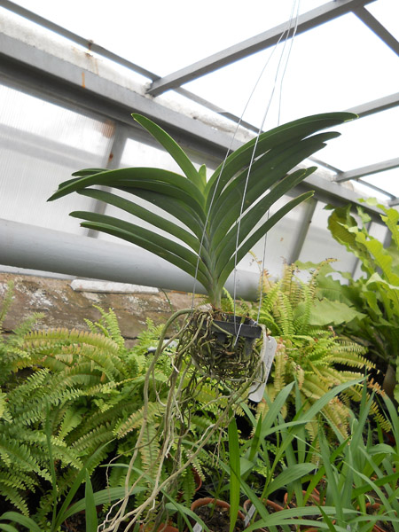Vanda Robert Delight 'Red Spot' plant.jpg