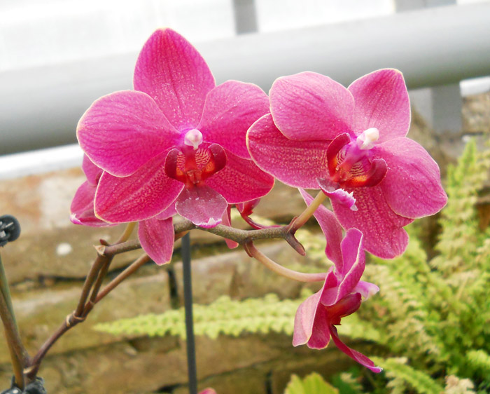 Orchid hybrid.jpg