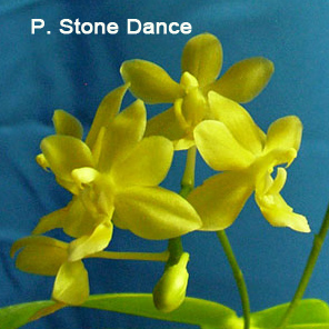 SN3-101 P. Stone Dance.jpg