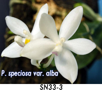 SN33-3 P. speciosa var. alba.jpg