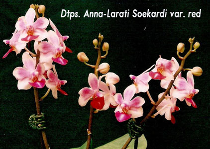 SN6053 Dtps. Anna-Larati Soekardi var. red.jpg