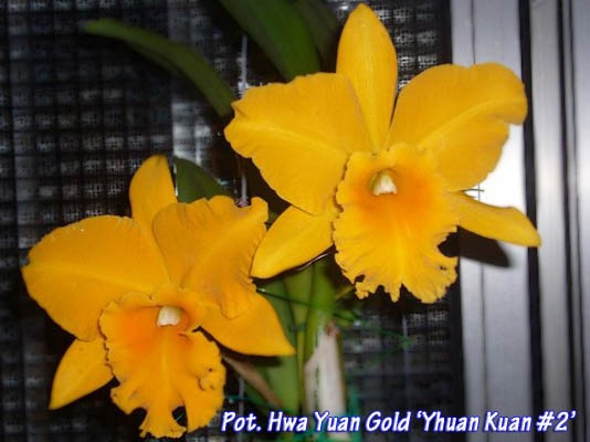 Pot Hwa Yuan Gold 'Yhuan Kuan No 2'.jpg