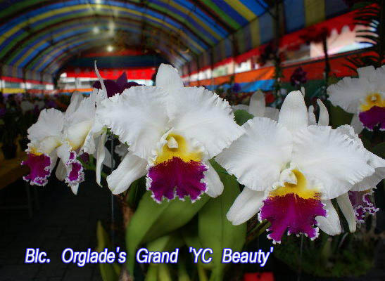 Blc Orglades Grand 'YC Beauty'.jpg