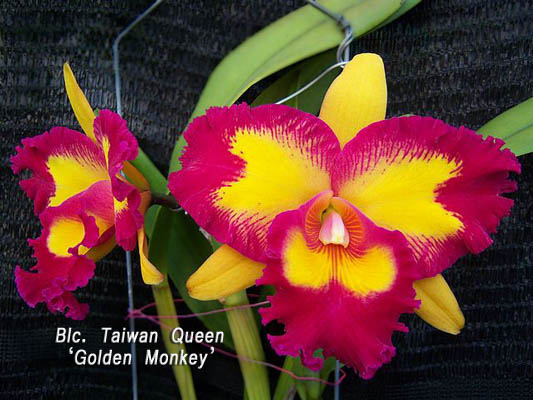 SNC1074 Blc Taiwan Queen 'Golden Monkey'.jpg