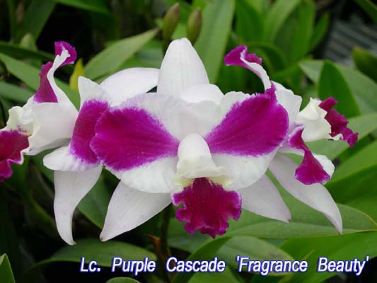 SNC1107 Lc Purple Cascade 'Fragrance Beauty'.jpg