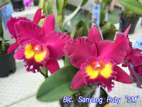 SNC1123 Blc Sanyang Ruby 'SM'.jpg