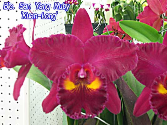 SNC1601 Blc San Yang Ruby 'Kuan-Long'.jpg