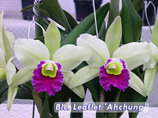 Blc Leaflet 'Ahchung Emerald'.jpg