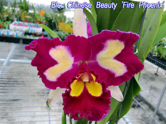 SNC1619 Blc Chinese Beauty 'Fire Phoenix' 1.jpg