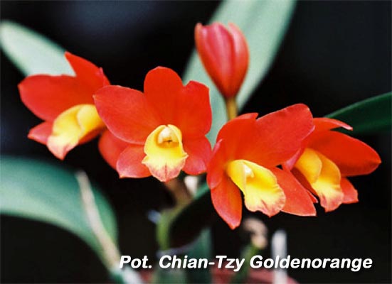 SNC2203 Pot Chian-Tzy Goldenorange.jpg