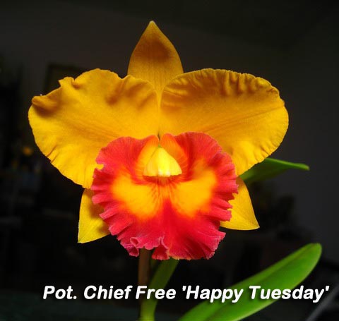 SNC2241 Pot Chief Free 'Happy Tuesday'.jpg
