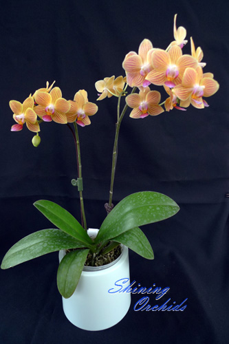 SN195 Phal Golden Star.jpg