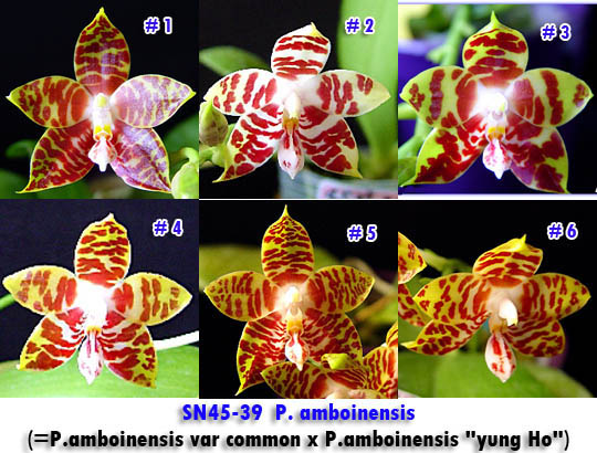 SN45-39  P amboinensis.jpg