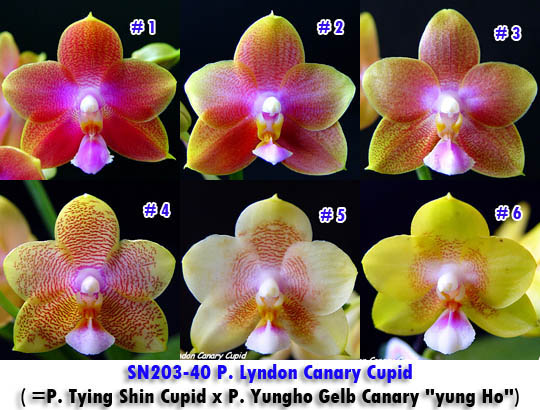 SN203-40 P Lyndon Canary Cupid.jpg