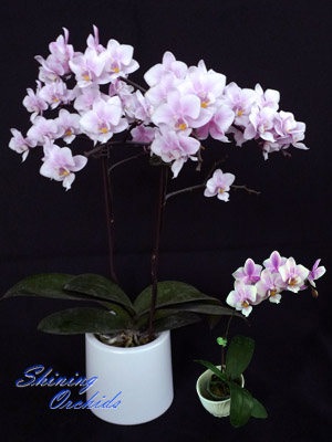 SN82 Phal Jaihos Pink Girl.jpg