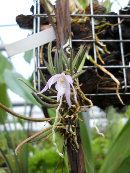 Leptotes unicolor.jpg