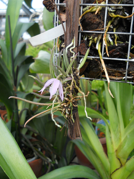 Орхидея Leptotes unicolor.jpg