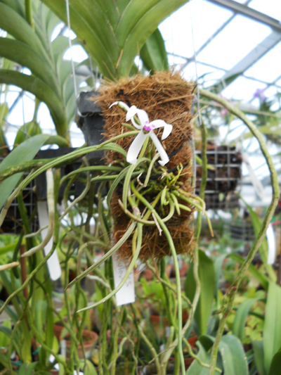 Орхидея Leptotes bicolor.jpg