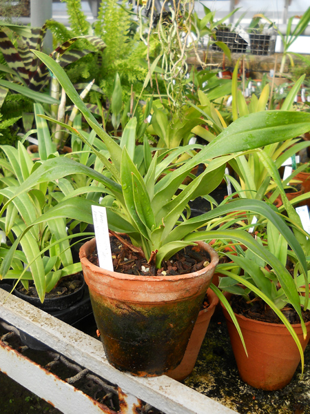 Phragmipedium wallisii x kovachii.jpg