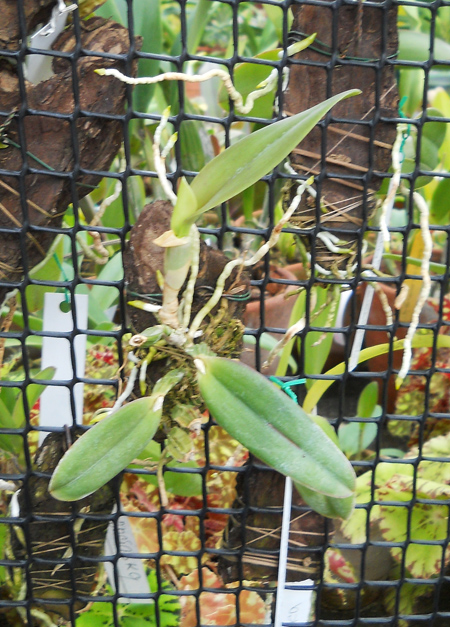 Laelia alaori suave 'Binot' x Cattleya luteola 'Big Star'.jpg
